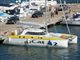 Balticat 42